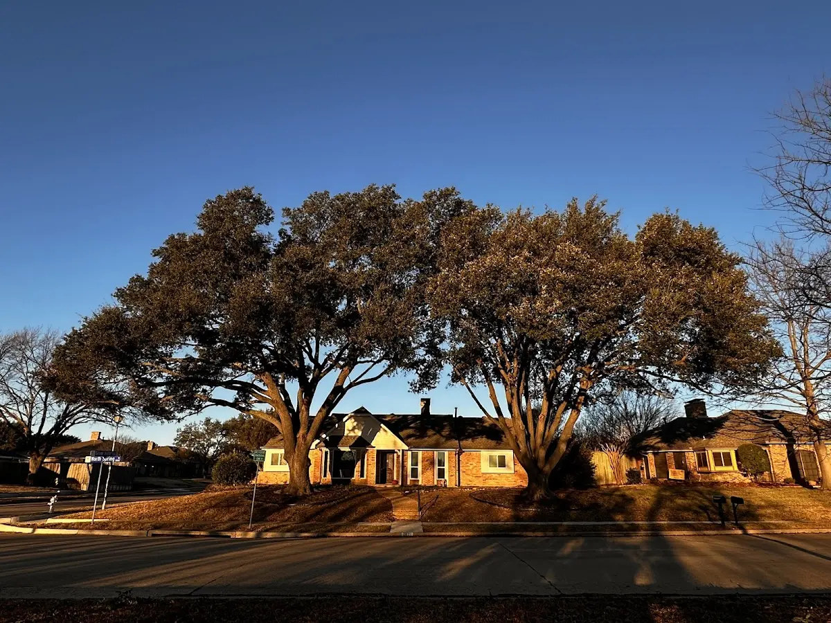 Established residential canopy tree shading a home in Twin Bridges